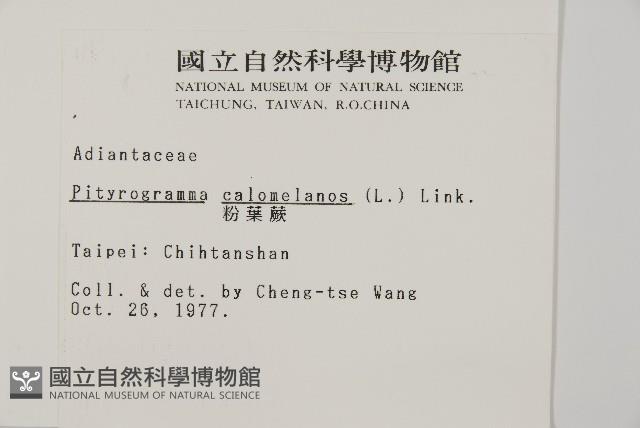 粉葉蕨藏品圖，第2張