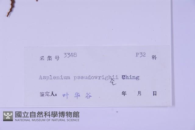 兩廣鐵角蕨藏品圖，第5張