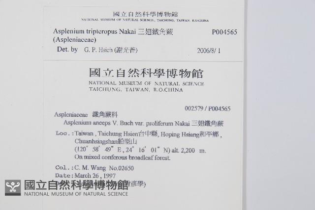 鐵角蕨藏品圖，第2張