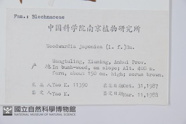 日本狗脊蕨藏品圖，第2張