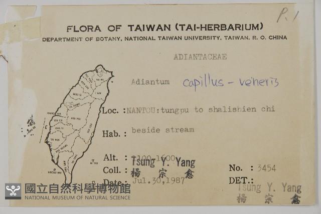 鐵線蕨藏品圖，第2張
