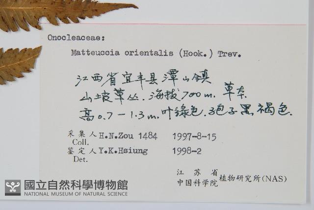 東方莢果蕨藏品圖，第2張