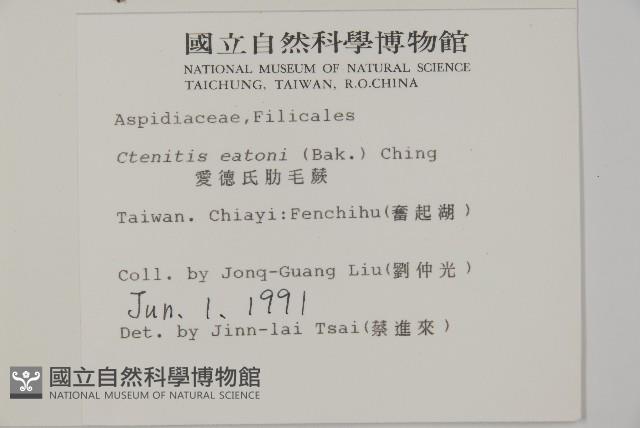 愛德氏肋毛蕨藏品圖，第2張