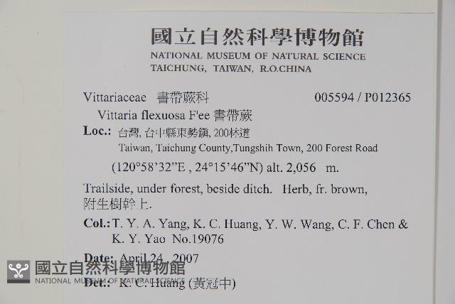 書帶蕨藏品圖，第2張