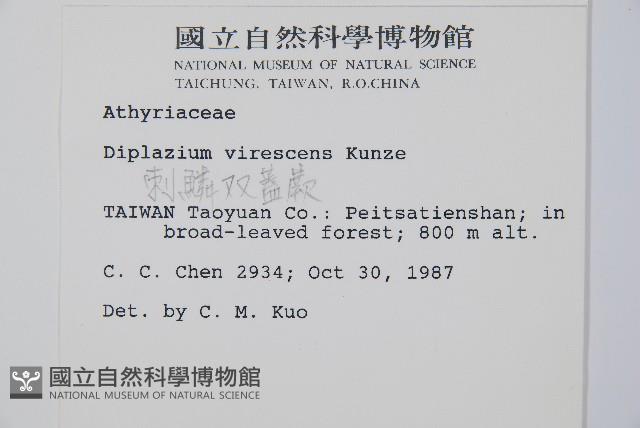 刺柄雙蓋蕨藏品圖，第2張