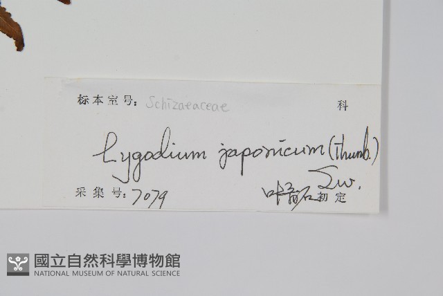海金沙藏品圖，第2張
