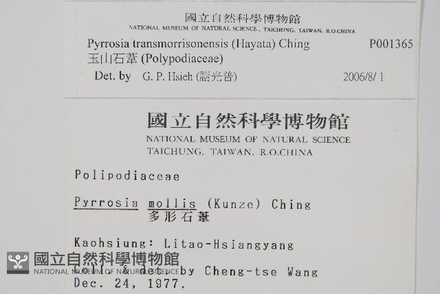 玉山石葦藏品圖，第2張