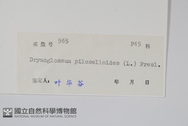 抱樹蓮藏品圖，第2張