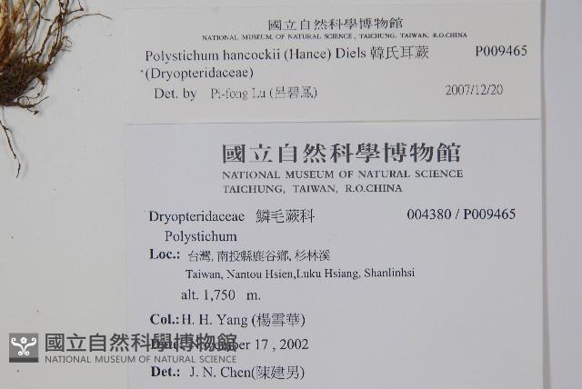 韓氏耳蕨藏品圖，第2張