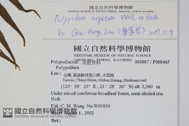 箭葉水龍骨、擬水龍骨藏品圖，第2張