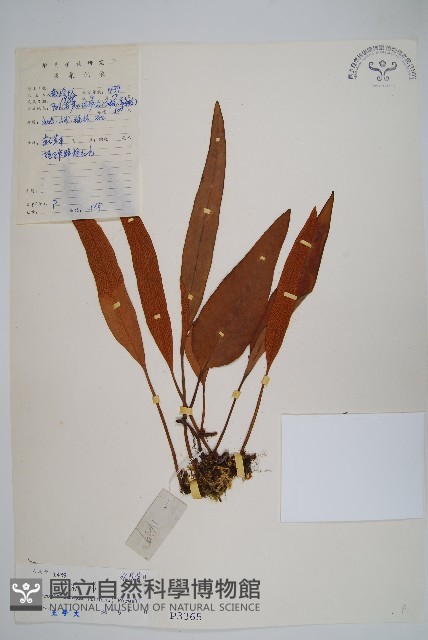石葦藏品圖，第1張