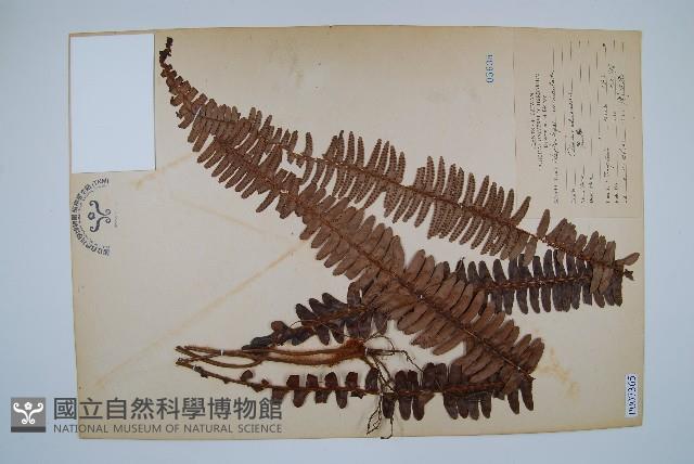 腎蕨藏品圖，第1張