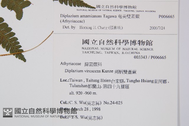 奄美雙蓋蕨藏品圖，第2張