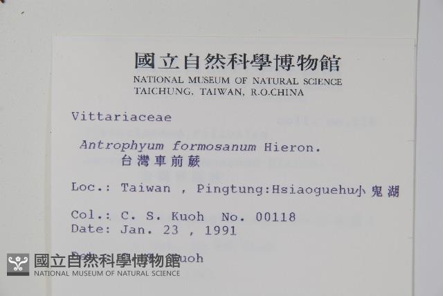 臺灣車前蕨藏品圖，第2張