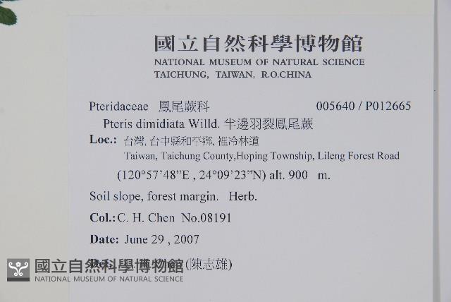 半邊羽裂鳳尾蕨藏品圖，第2張