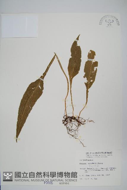 萊氏線蕨藏品圖，第1張