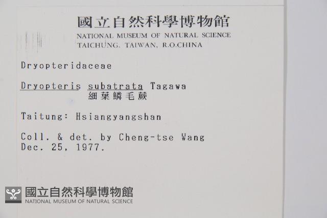 細葉鱗毛蕨藏品圖，第2張