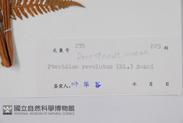 密毛蕨、巒大蕨藏品圖，第2張