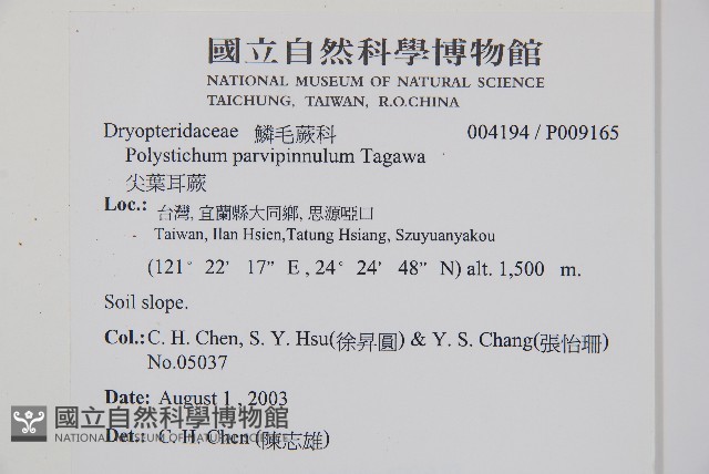 尖葉耳蕨藏品圖，第2張