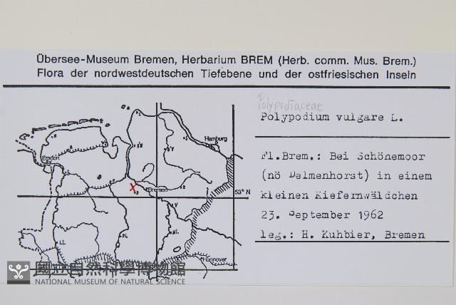 多足蕨藏品圖，第2張