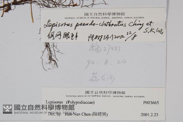 偽網眼瓦葦藏品圖，第2張