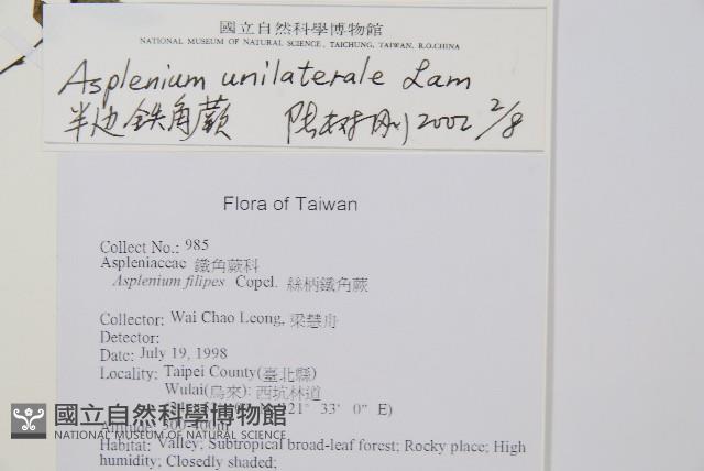 單邊鐵角蕨藏品圖，第2張
