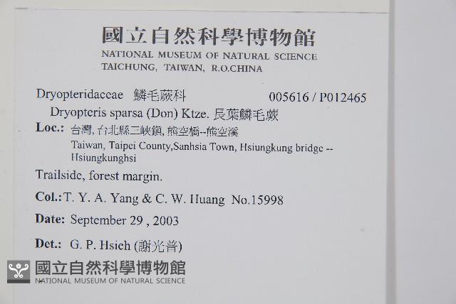 長葉鱗毛蕨藏品圖，第2張