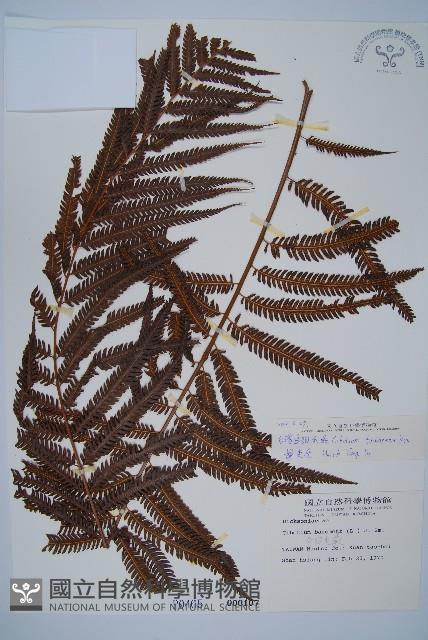 臺灣金狗毛蕨藏品圖，第1張