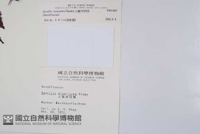 大葉骨碎補、台灣骨碎補、骨碎補藏品圖，第2張