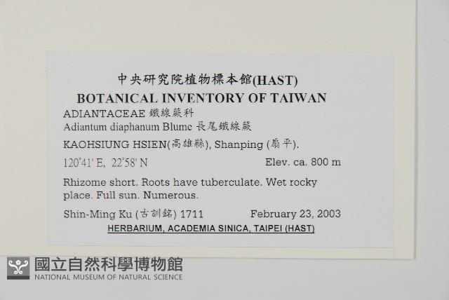 長尾鐵線蕨藏品圖，第2張