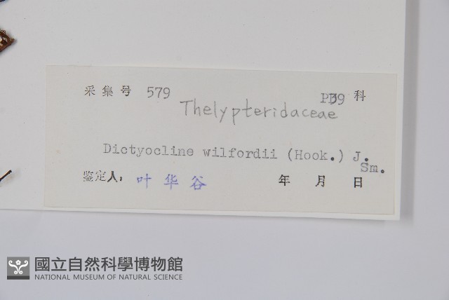 羽裂聖蕨藏品圖，第2張