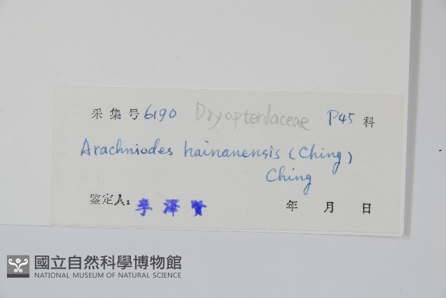 海南複葉耳蕨藏品圖，第2張