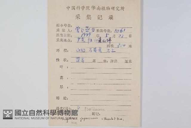 日本金粉蕨藏品圖，第2張