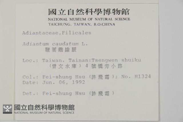 鞭葉鐵線蕨藏品圖，第2張