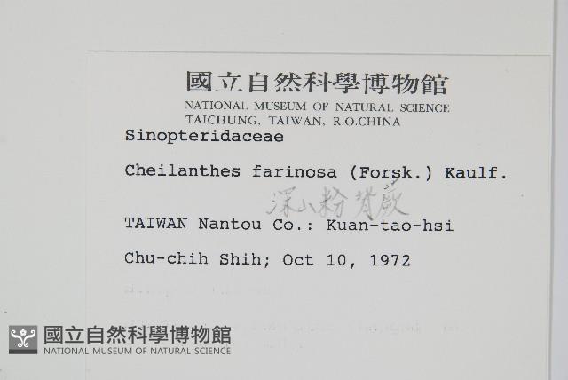 深山粉背蕨藏品圖，第2張