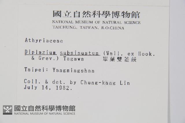 單葉雙蓋蕨藏品圖，第2張