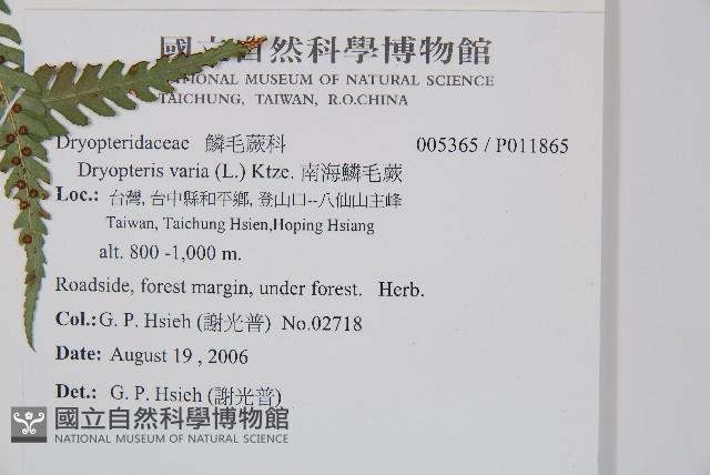 南海鱗毛蕨藏品圖，第2張