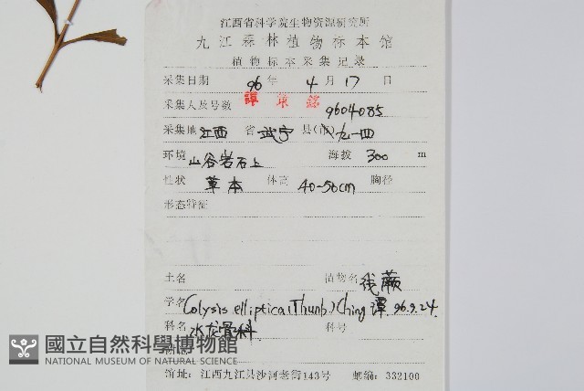 橢圓線蕨藏品圖，第2張