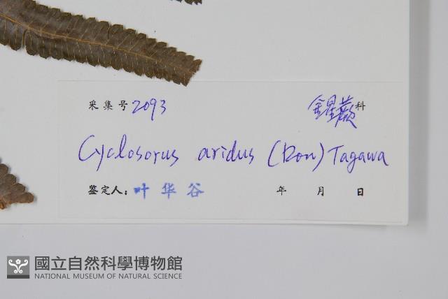 擬毛蕨藏品圖，第2張