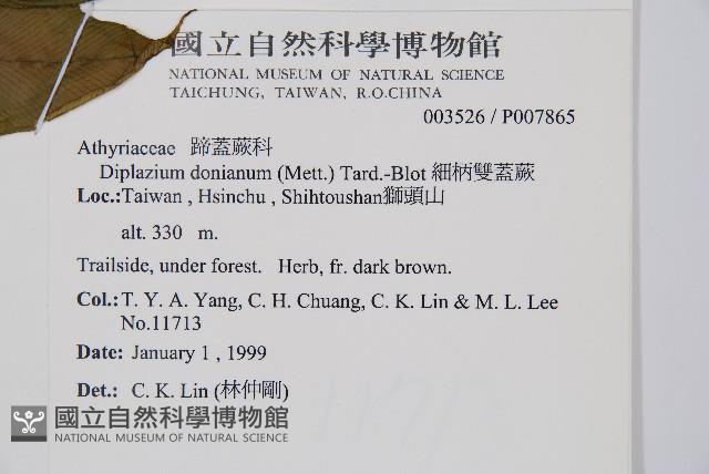 細柄雙蓋蕨藏品圖，第2張