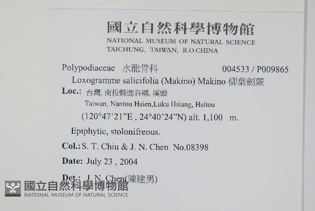 柳葉劍蕨藏品圖，第2張