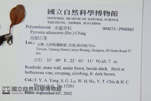 抱樹石葦藏品圖，第2張