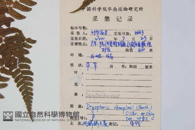 闊鱗鱗毛蕨藏品圖，第2張