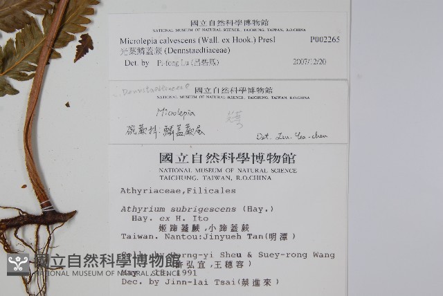 光葉鱗蓋蕨藏品圖，第2張