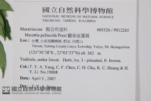 觀音座蓮舅藏品圖，第2張