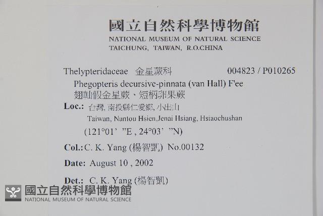 翅軸假金星蕨、短柄卵果蕨藏品圖，第2張