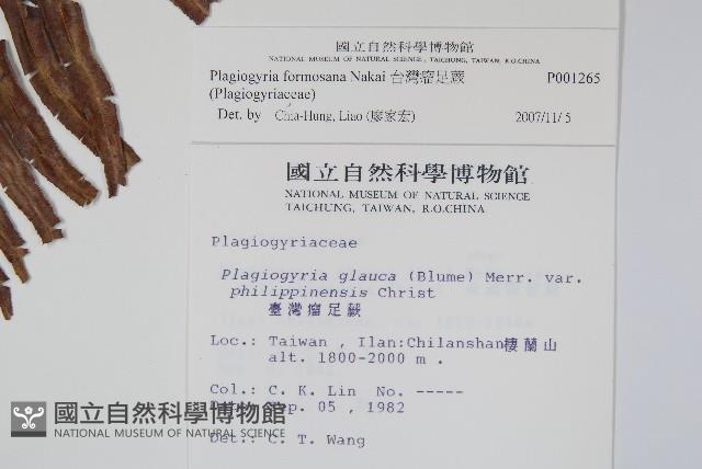 台灣瘤足蕨藏品圖，第2張