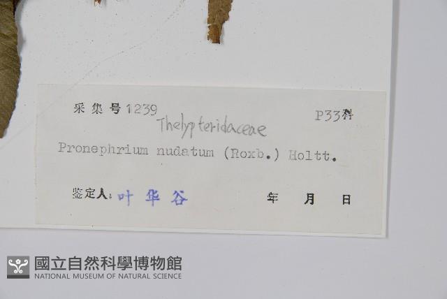 多羽新月蕨藏品圖，第2張