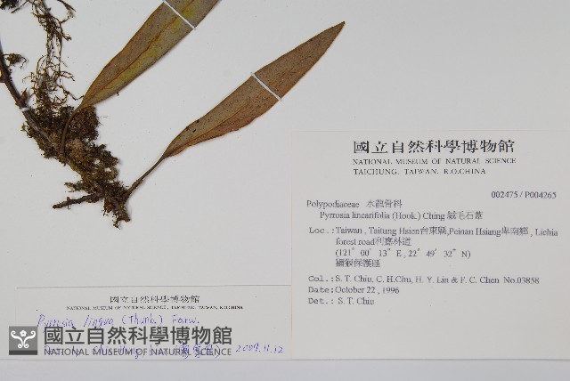 石葦藏品圖，第2張
