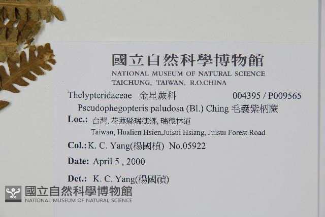 毛囊紫柄蕨藏品圖，第2張